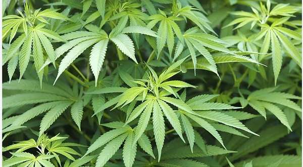 Are new laws leading more teens to smoke marijuana? (US)