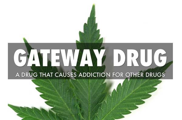 Marijuana Has Proven to Be a Gateway Drug