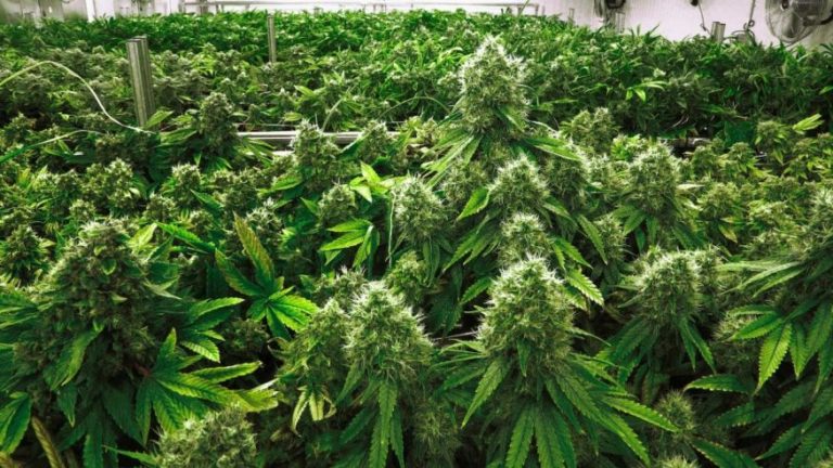 Ex-cops caution NZ on medicinal marijuana after testing ‘farcical’ California system