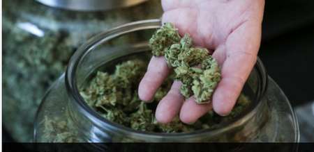 Survey: More US adults use marijuana, don’t think it’s risky