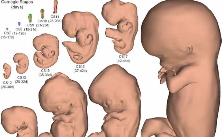 3D interactive ‘embryo atlas’ gives never-before-seen detail of unborn baby