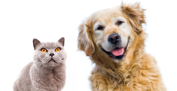 Woman tells Auckland Council her dog identifies as a cat in bid to avoid registration fees