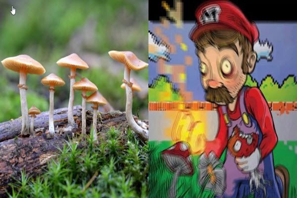 Denver votes to decriminalise magic mushrooms by razor-thin margin