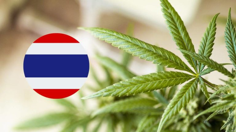 Thailand: Doctors want immediate suspension of cannabis decriminalisation