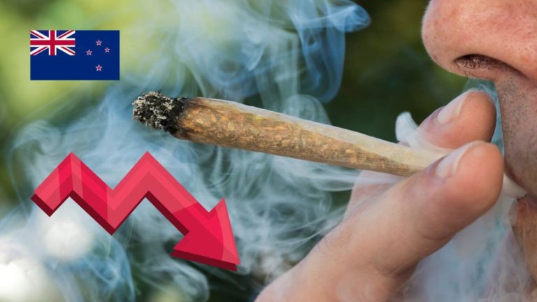 Cannabis use falling since Referendum outcome